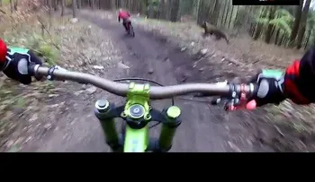 El juidero: Un oso le cae atrás a ciclista 