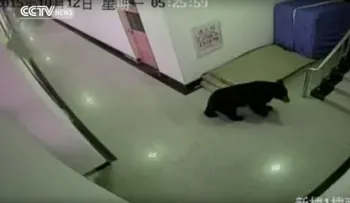 Un oso negro irrumpe en un colegio en China aterrorizando a los estudiantes