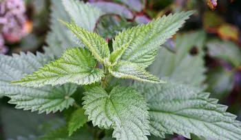 Los mejores antihistamínicos naturales para disminuir alergias