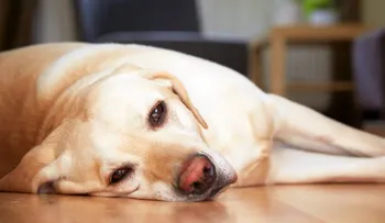 11 signos de cáncer en perros que debes saber si son tus mascotas