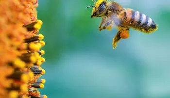 EE.UU. pone a 7 tipos de abejas en la lista de especies en peligro de extinción