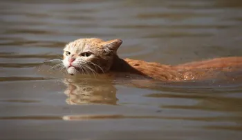 Los otros afectados de Harvey: perros, gatos y caimanes navegan por las calles inundadas