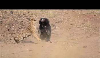 La escarnizada pelea de un tigre con una osa
