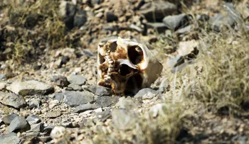 La guerra de México contra las drogas, en datos