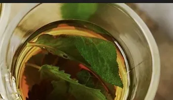 Infusión de  hojas de aguacate cura la fiebre, dolor de cabeza, migraña y cólicos menstruales