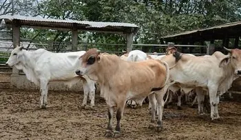 Roban cuatro vacas, y se cree fueron llevadas hacia Haiti