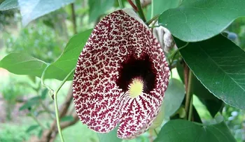 Descubren una planta china que causa cáncer