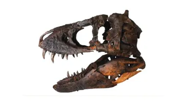 En subasta: cráneo de T. rex por 1,8 millones de dólares