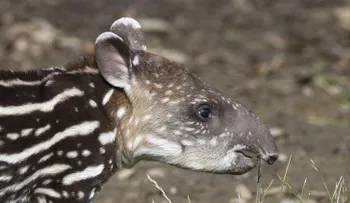Intacto: Hallan en España los restos fósiles completos de un tapir de 3 millones de años