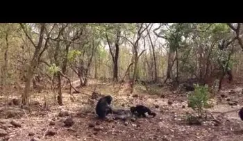 Un grupo de chimpancés mata y se come a su tirano líder y sorprende a los científicos (VIDEO)