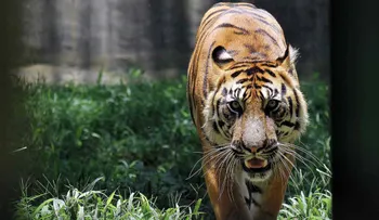 Tigre mata a su cuidador en zoológico de Polonia