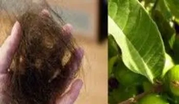 Esta hoja te hace crecer el cabello de manera rapidísima 