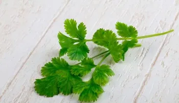 Cilantro cuida de tu digestión
