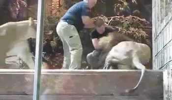 Una leona impide que un león mate a un trabajador del zoo (VIDEO)