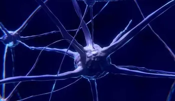 Descifran la maquinaria que decide cómo crecen y se mueven las neuronas