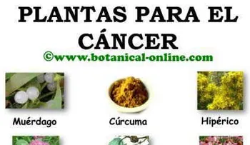 Hierbas que son buenas para el cáncer de estómago