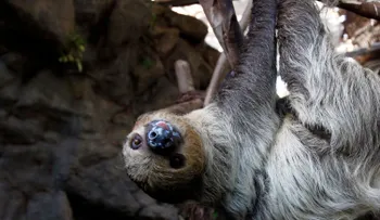 Descubren en México un perezoso gigante de miles de años de antigüedad