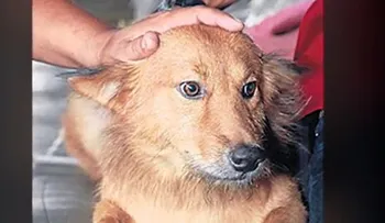5 asombrosos relatos de perros heroicos