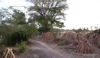 Denuncian haitianos talan árboles en la frontera para hacer carbón
