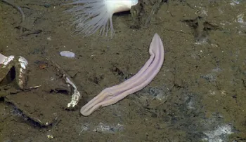 Descubren nueva especie que parece un calcetín viejo... y podría ser clave en la evolución