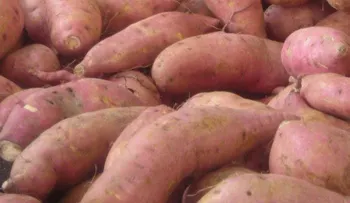 Evita los dolores musculares con el consumo de este excelente alimento 