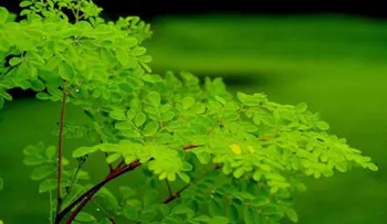 La Moringa ¿Para qué sirve? y ¿cómo se toma?  