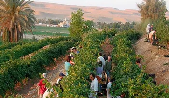 Se cumple profecí­a bí­blica: Desierto florece en Israel