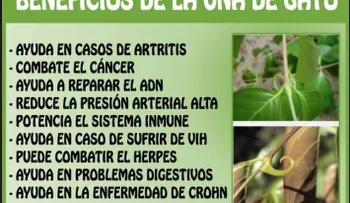 La uña de gato: inmunidad, artritis, cáncer, alergias, asma, diabetes, fatiga, infecciones, úlceras, hemorroides...