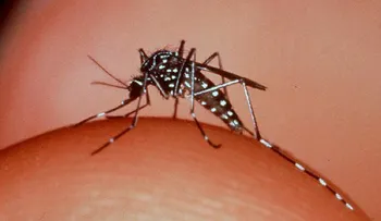 Feris afirma epidemia de dengue en la República Dominicana es por falta de recursos