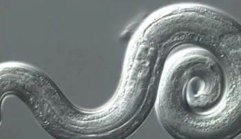 Parásito letal que ataca al cerebro humano se extiende por EEUU