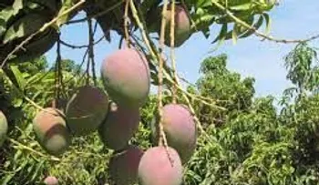 Riña por un mango deja un muerto (Neu Guzmán) y un herido; ingerían Clerén