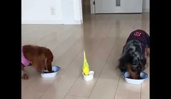 Los perros están muy emocionados con su comida, pero tienen un amiguito que viene a infortunarlo