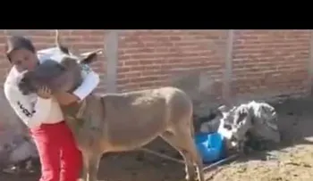  "¡Saluda mi amor!": Candidato a diputado besa a un burro en México en busca de votos 