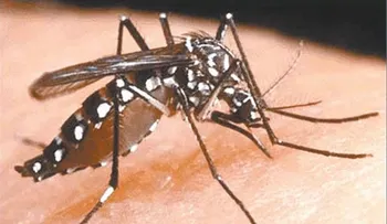 "Chikungunya llegó para quedarse": Feris Iglesias