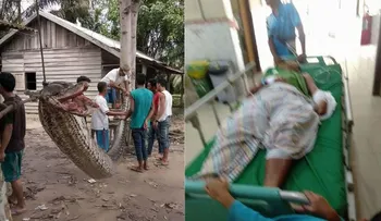 Perdió un brazo en un combate cuerpo a cuerpo con una pitón gigante, pero la derrotó