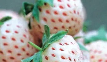 La increíble fruta sudamericana que asombra al mundo