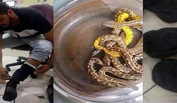 Apresan hombre intentó volar con 10 culebras debajo del pantalón
