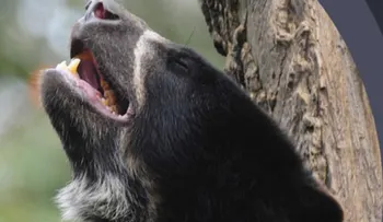 Indignación por cruel asesinato de un oso andino en Colombia a manos de un indígena