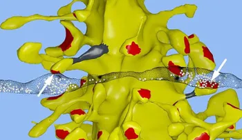 El cerebro humano es capaz de almacenar todo el contenido de Internet