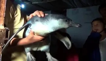 Un hombre roba un balde lleno de láminas de oro a plena luz del día