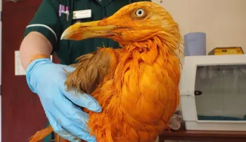 Gaviota al curry: el ave naranja que se volvió la estrella de las redes sociales tras un accidente