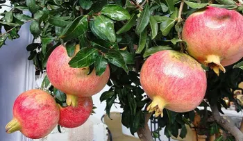 Cómo lograr una atractiva planta exótica de granada a partir de semillas