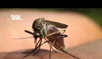 ¿Puede el virus del Zika transmitirse por relaciones sexuales? (VIDEO)