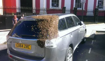 Esto es increíble: Un unjambre de abejas persigue un auto por dos días para rescatar a su reina