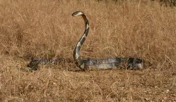 Autoridades de Florida en alerta por una cobra real que se escapó