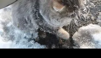 Rescatan a un gato que estuvo a punto de morir atascado en el hielo