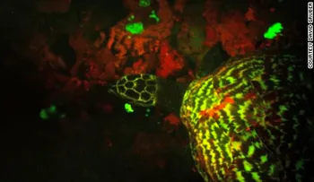 Científicos descubren la primera tortuga biofluorescente