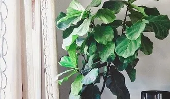 7 árboles frutales que puedes crecer en tu sala de estar
