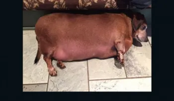 Un perro obeso y poco saludable logra una segunda oportunidad