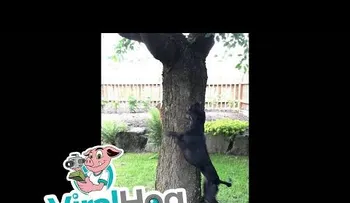 El video viral de un perro jugando con una ardilla